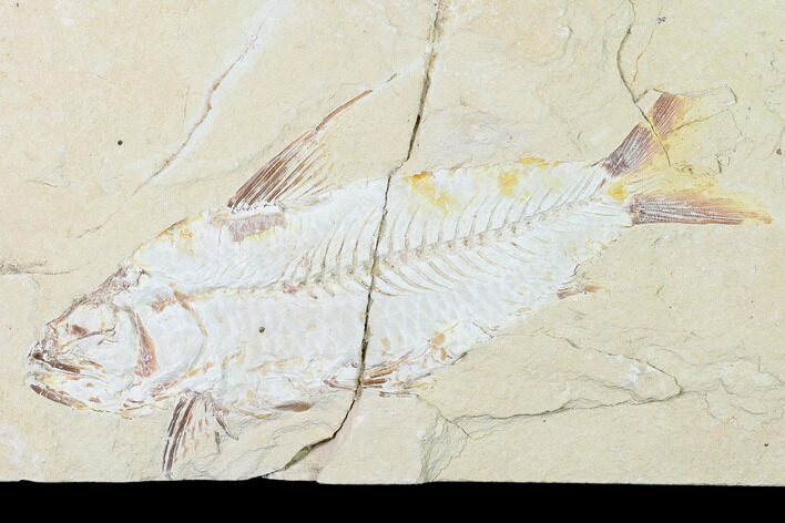 Bargain, Cretaceous Fish (Nematonotus) Fossil - Lebanon #162716